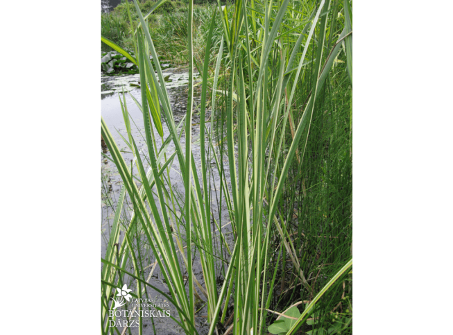 Acorus calamus